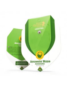 Amnesia Haze automatic RQS 