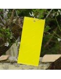 Piège à Glu jaune - Mouches des arbres fruitiers et Pucerons - Lot de 10 - Décamp Radical