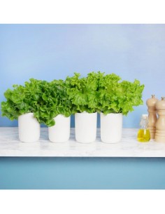 Coffret L'Aventure Croquante - 2 Batavia / 2 Feuille de Chêne 2