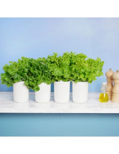 Coffret L'Aventure Croquante - 2 Batavia / 2 Feuille de Chêne