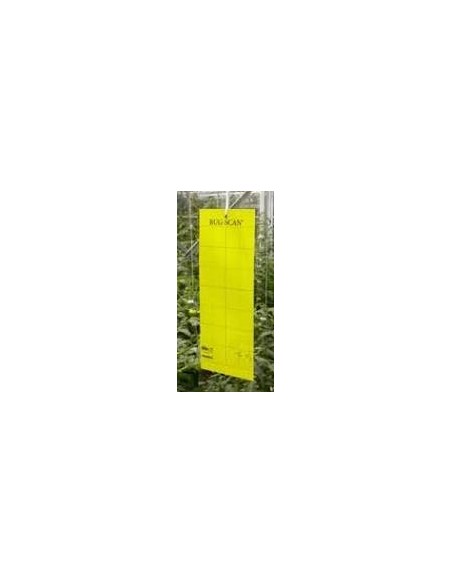 Colle mouche jaune BUG -SCAN