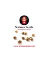 SERIOUS SEED